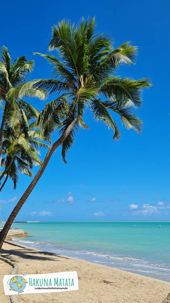 Palmera en la playa