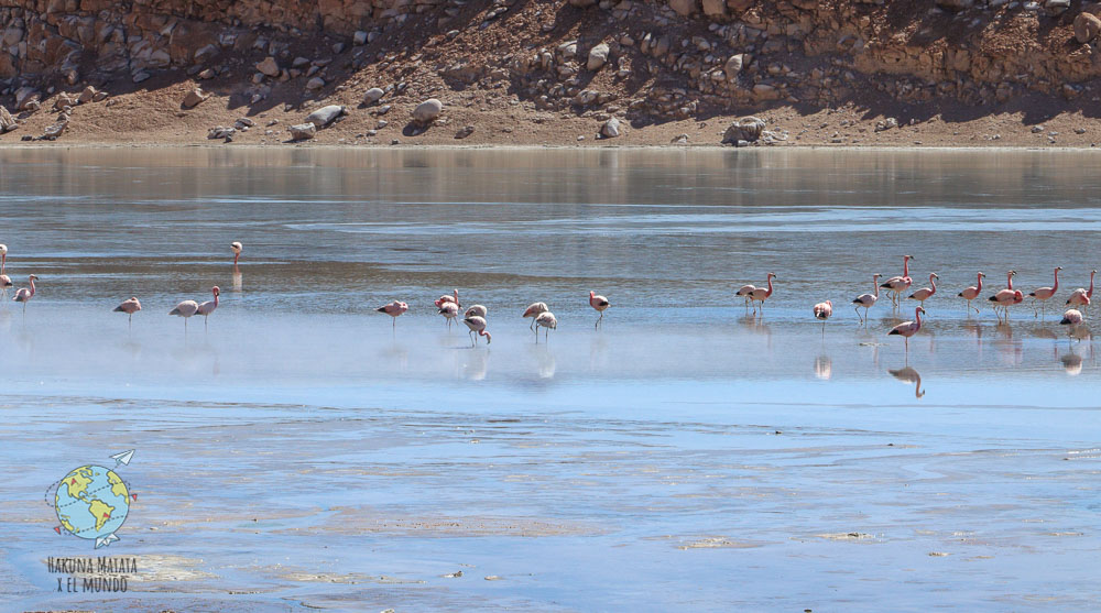 Avistaje de flamencos camino a Laguna Colorada en Bolivia