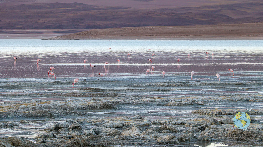 Flamencos en Laguna Blanca en Bolivia