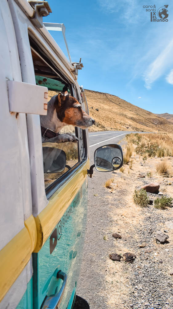 Requisitos para ingresar a Peru con mascotas