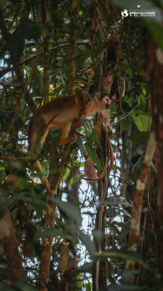 monos amazonía ecuatoriana