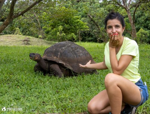 tortugas gigantes santa cruz galapagos