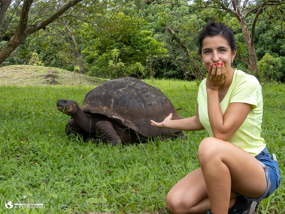 tortugas gigantes santa cruz galapagos