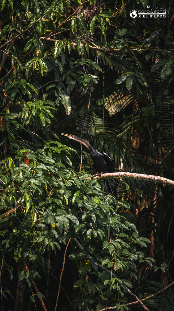 aves amazonía ecuatoriana