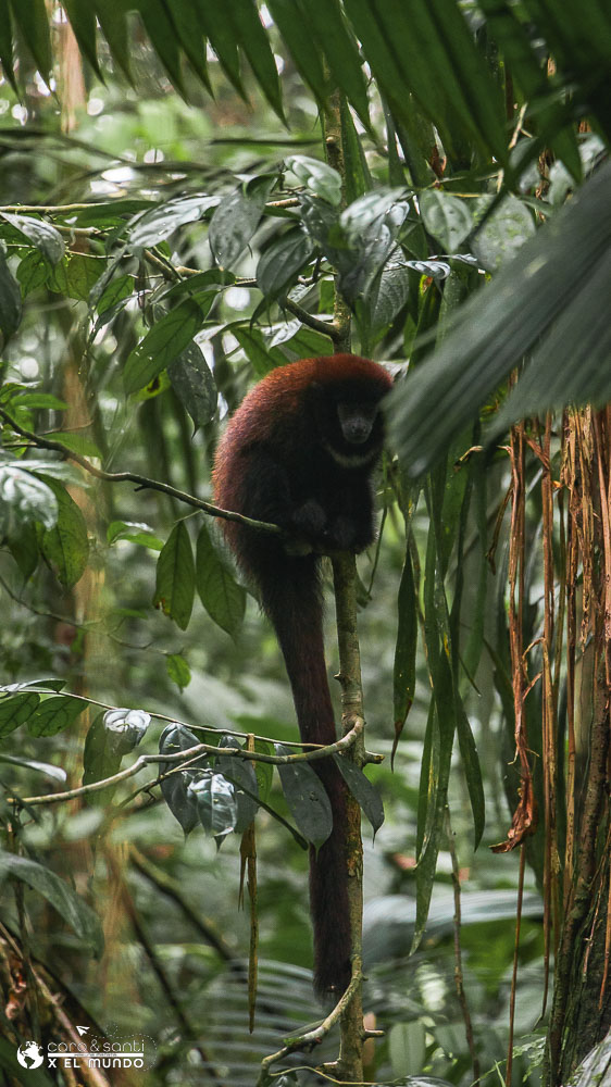 mono amazonía ecuatoriana